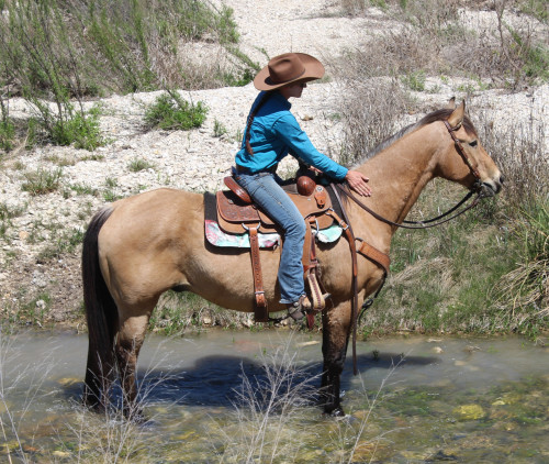 Quarter Horse (Quarter Horse, Gelding) in Boerne, TX