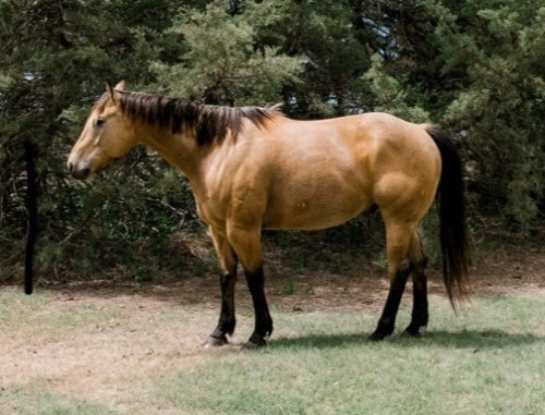 Quarter Horse (Quarter Horse, Gelding) in Satanta, KS