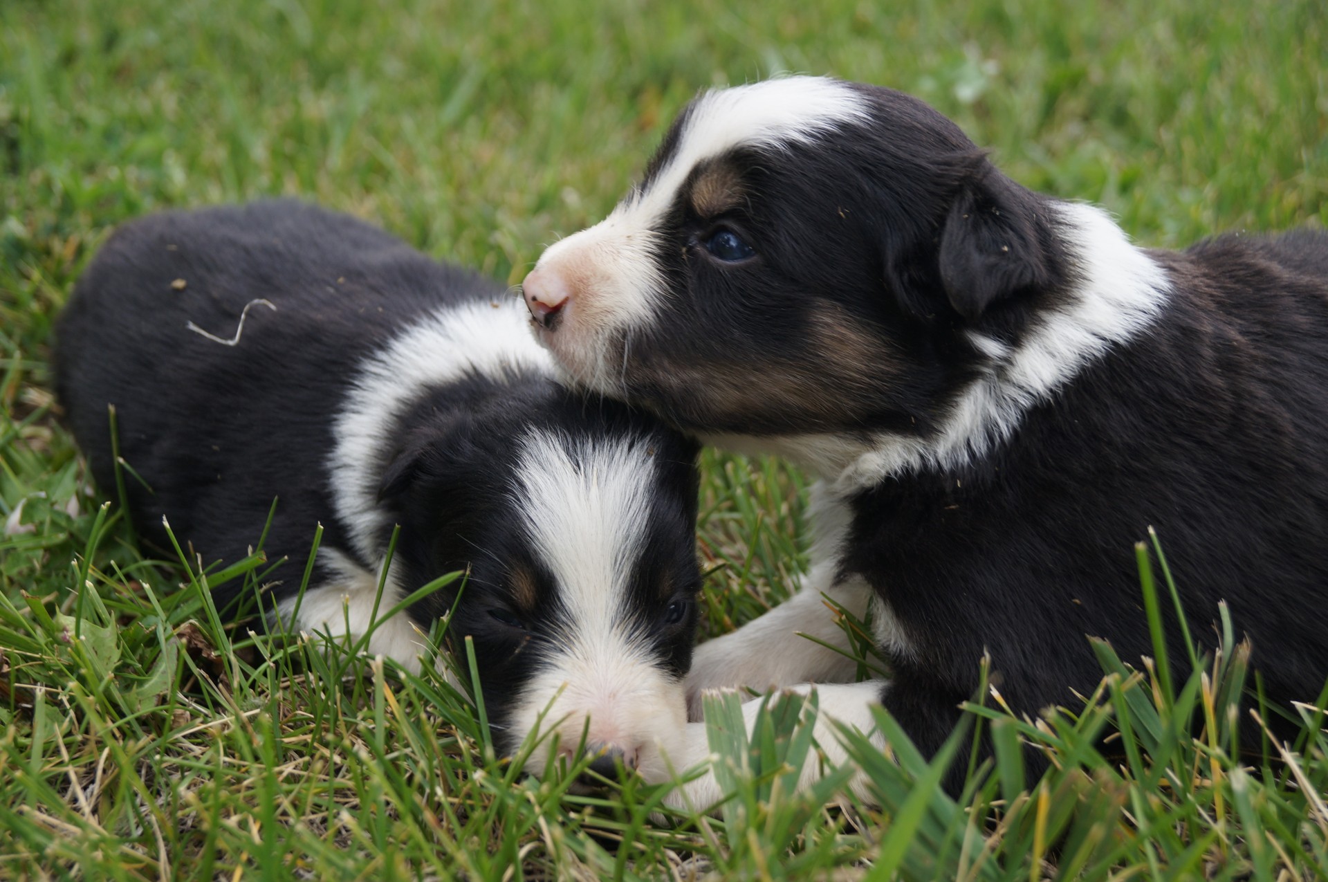 ABCA Registered Border Collie Puppies