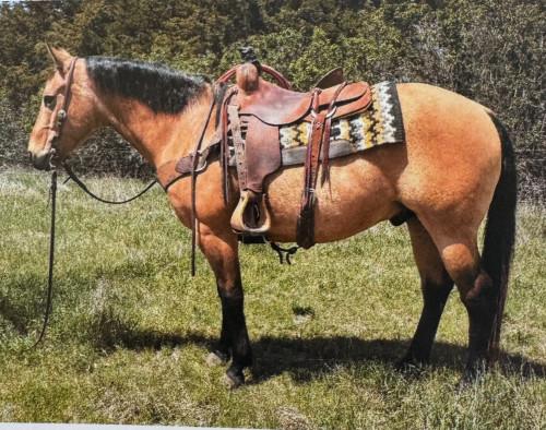Quarter Horse (Quarter Horse, Gelding) in Mullen, NE
