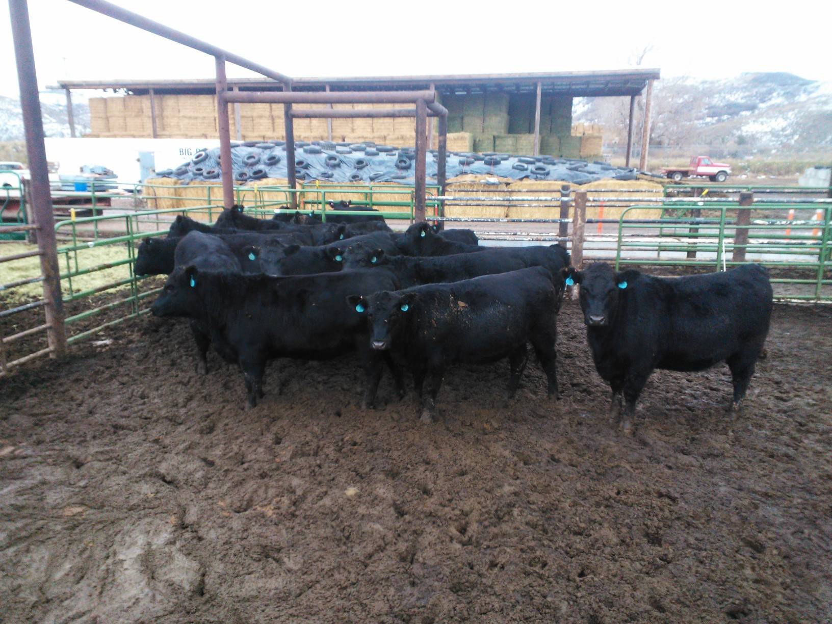 Angus Ranches Utah 12 - Bred Angus Heifers - Utah