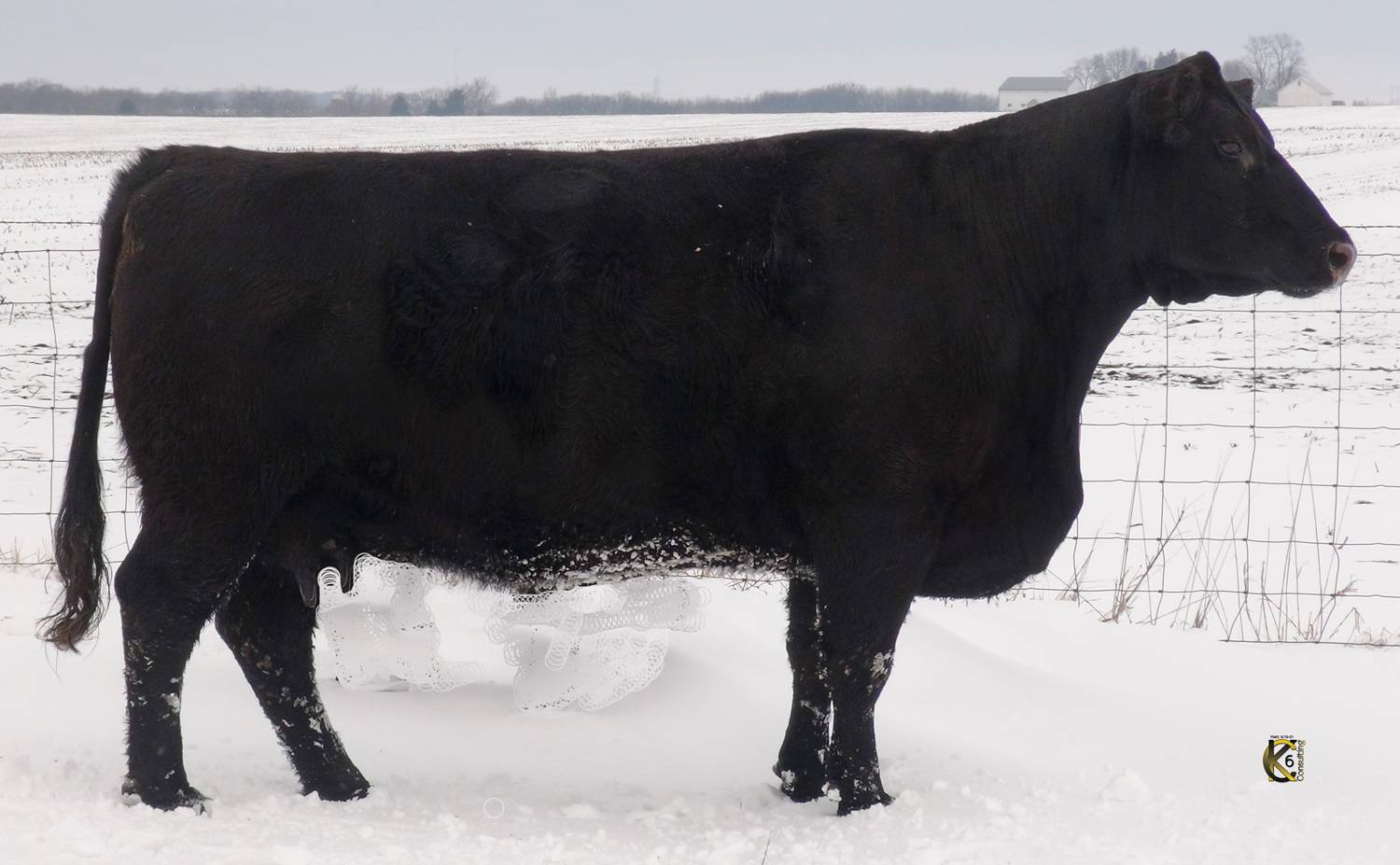 50 - Purebred Angus Pairs