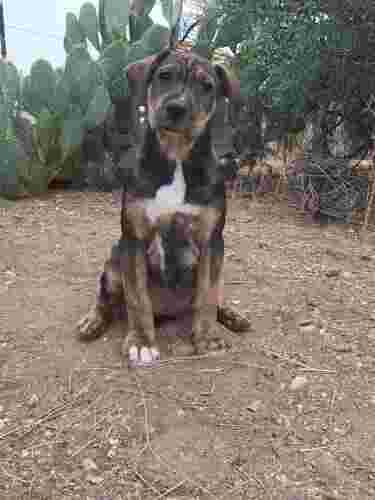 Mixed breed (Mixed breed, 17 yrs) in Cave Creek, AZ