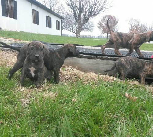 Mixed breed (Mixed breed) in Mt.Vernon, IL
